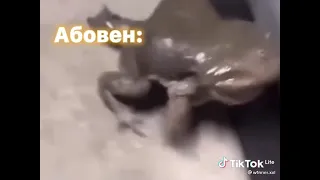 лягушка