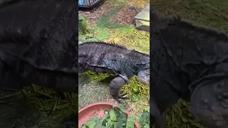 HELPING OUR BIG BLUE IGUANA SHED HIS SKIN!