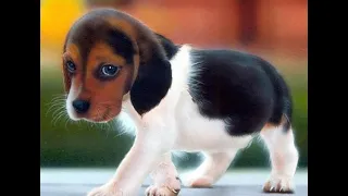 Funny dog  2021, puppies will melt your heart ❤ 🐶 🐕‍🦺