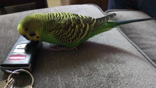 Kiwi the parakeet (budgie) responds to "Hey Siri" - video in 4K