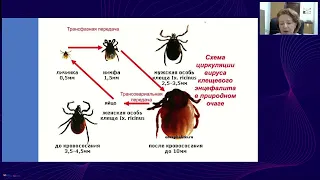 Эти опасные клещи. Что делать если встретился с клещом? Как избежать серьезных последствий?