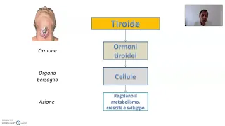 Le ghiandole endocrine e gli ormoni