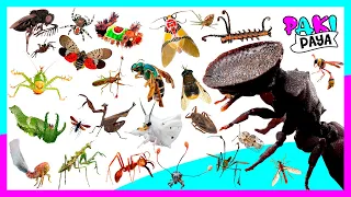 PARTE 3 ¡LOS INSECTOS EXÓTICOS Y ARÁCNIDOS! Rare weirdest exotic Insects. Learn Insects Names.