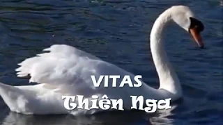 VITAS - THIÊN NGA - VIETSUB [Лебедь мой / My Swan]