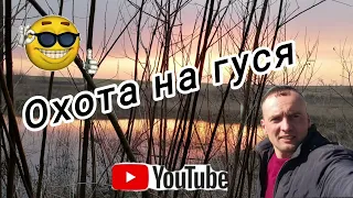 Охота на гуся. Goose hunting