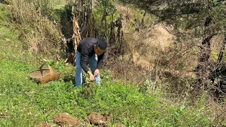 春暖花開，正是吃野菜的時候了，提著提籃給朋友挖野菜泡酸菜，