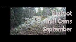 My Bigfoot Story Ep. 210 - Bigfoot Trail Cams September 2021