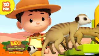 Animals Living in Groups! 🐾👨‍👩‍👧‍👦 Meerkat, Fish & more! | Leo the Wildlife Ranger | Kids Cartoons