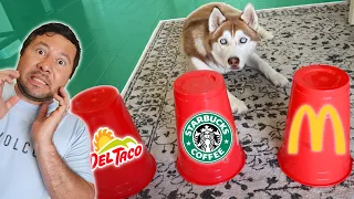 DOGS CONTROL WHAT WE EAT FOR 24 HOURS!