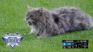 Cat on the Loose During the Dodgers vs. Rockies Game at Coors Field!