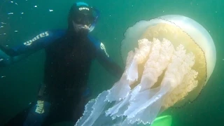 Giant Jellyfish Found By Divers In The UK