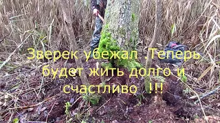 С лайкой в осеннем лесу .!