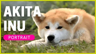 AKITA INU | Rasseportrait | Charakter, Haltung & Erziehung