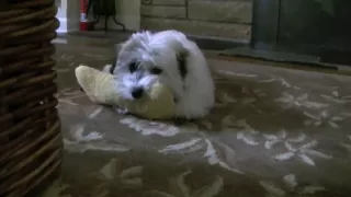 Renny, the Coton de Tulear, Playing & Bathing