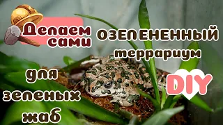 Как оформить зеленый террариум для зеленых жаб?