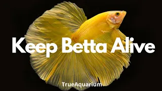 How Do I Keep My Betta Fish Alive? - 4 Tips to Keep Betta Alive