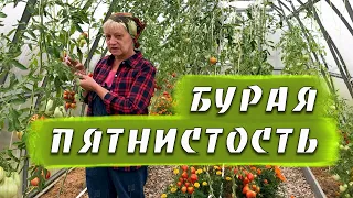 Бурая пятнистость ( кладоспориоз) томатов. Лечение и профилактика.