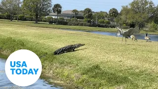 Crane faces off with an alligator in Sarasota, Florida | USA TODAY