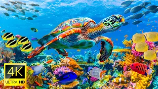 4K Stunning Underwater Wonders of the Red Sea + Relaxing Music - Coral Reefs & Colorful Sea Life