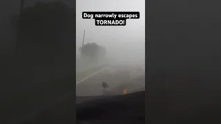 Dog escapes TORNADO! #tornado #oklahoma #dog