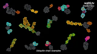 Ubiquitin and Parkinson's Disease (2021) by Etsuko Uno wehi.tv