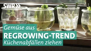 Regrowing: Gemüsereste nachwachsen lassen | Marktcheck SWR