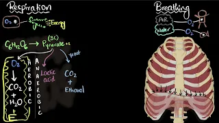 Respiration & breathing | Life processes | Class 10 Biology | Khan Academy