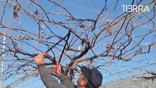 Poda en un parral de uva de mesa