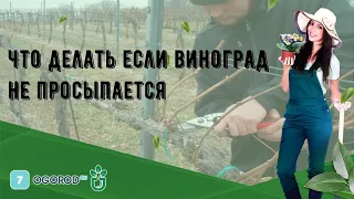 Что делать если виноград не просыпается