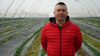 Jagoda i malina u plasteniku? DA! BOLJE NE MOŽE! Fragaria - Sremska Mitrovica