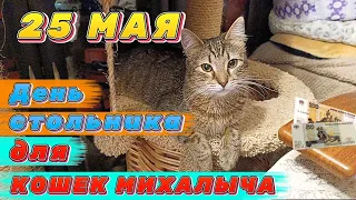 25 МАЯ. День стольника для КОШЕК МИХАЛЫЧА.