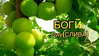 МАЪЛУМОТӢ МУФИД ОИДӢ Олу (СЛИВА) !!!