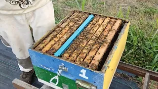 Μελίσσι έναρξης μεγάλης διάρκειας χωρίς να πέφτει η απόδοση - Μέλισσοκομια 2022 - Βασιλοτροφία