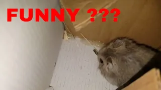 🔴 Funny Hamsters Videos Compilation #1  🔴 Cute and Funny moments of the animals   🔴 cute Pets