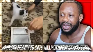 Christian React To Cats Will Not Walk on The Quran, experiment with 5 cats!!!