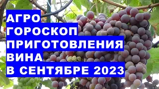 Агрогороскоп приготовления вина в сентябре 2023 Agrohoroscope for wine preparation in September 2023