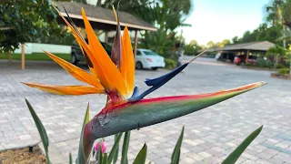Orange Bird of Paradise - Strelitzia reginae. One of the most tropical and unique looking plants!