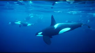 Reflecting On A Life Filming Below The Waves | Blue Planet II Behind The Scenes