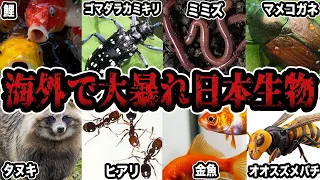 【睡眠用】海外で大暴れしてる外来生物をまとめてみた