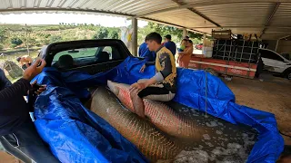 200 KG DE PEIXE MAIOR PIRARUCU QUE JÁ VI NA VIDA!