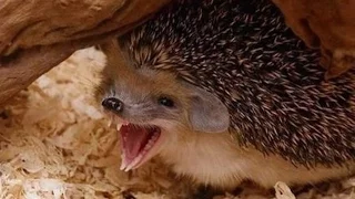 Ежик шипит на злодея/ Hedgehog sizzling on the villain