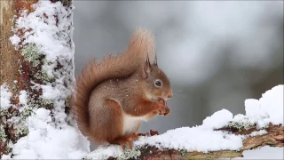 Red Squirrel Project