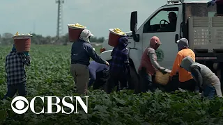 Pandemic's impact on undocumented farm workers in the U.S. could hit global economy