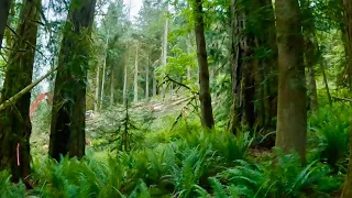 Cutting Big Red Cedar On A Wet Sidehill - More Logging In Northwest Oregon