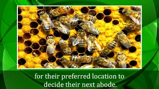 INTELLIGENCE OF BEES AND THEIR IMPORTANCE FOR SURVIVAL OF THE HUMAN RACE