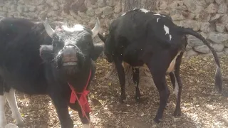 Amazing black bull | Village Animal's|