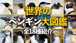 世界のペンギン大図鑑