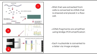 RNA-Seq: Introduction and Processing FASTQ files for analysis - Pine Biotech