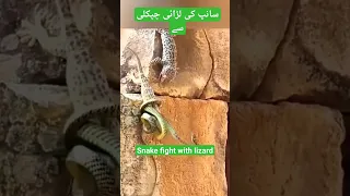 This iguana is a freaking survivor (snake) | Lizard Vs snake | Lizard fight with snake | #fight
