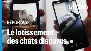 Qui tue les chats de la Trinité-du-Mont ?